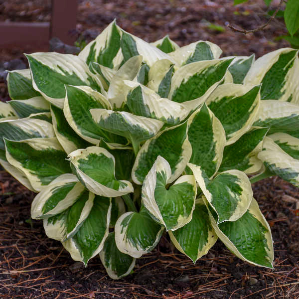Hosta 'Patriot'