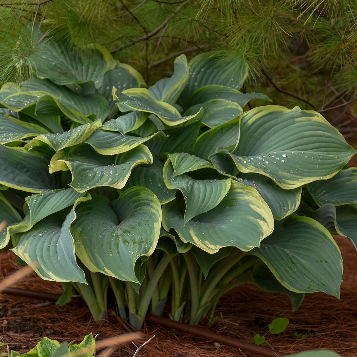 Hosta 'Regal Splendor'