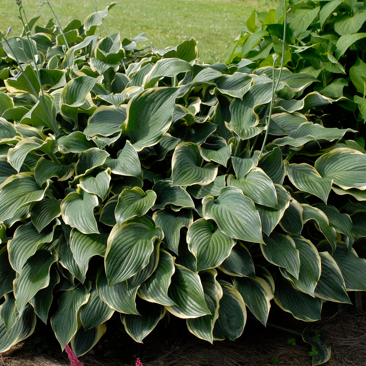 Hosta 'Regal Splendor'
