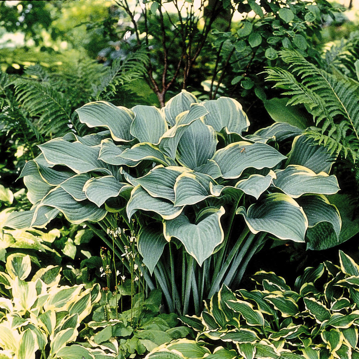 Hosta 'Regal Splendor'