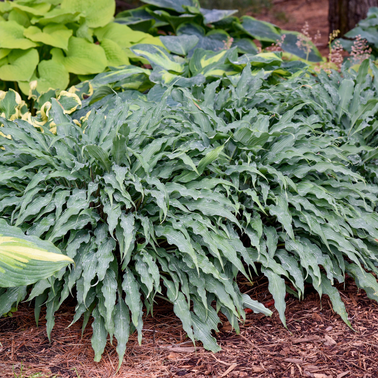 Hosta 'Silly String'