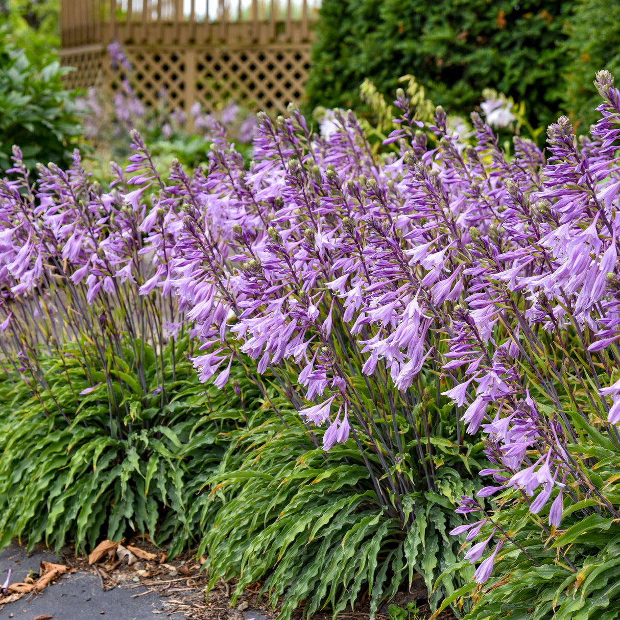 Hosta 'Silly String'