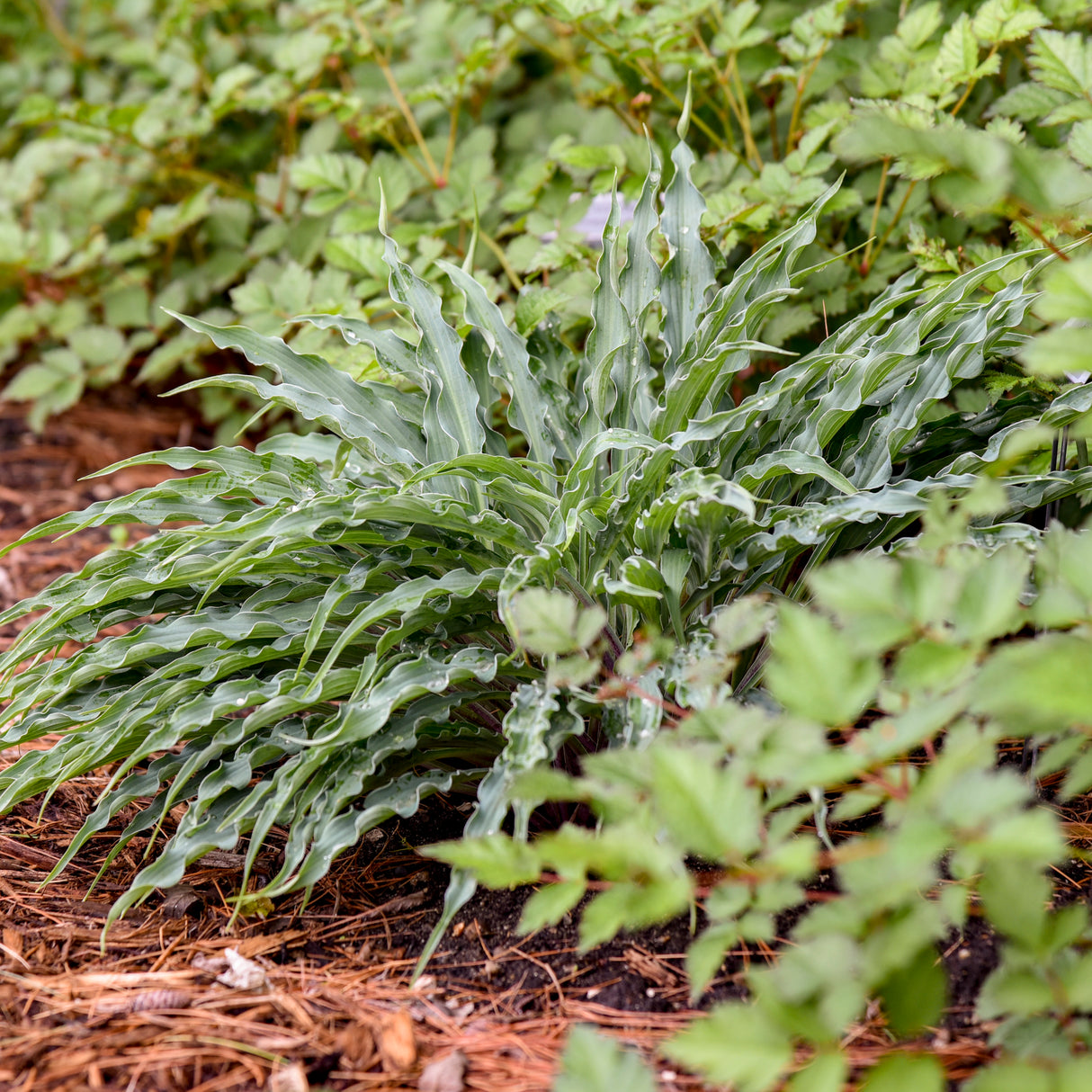 Hosta 'Silly String'