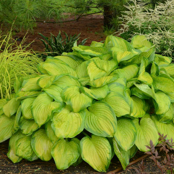 Hosta 'Stained Glass'