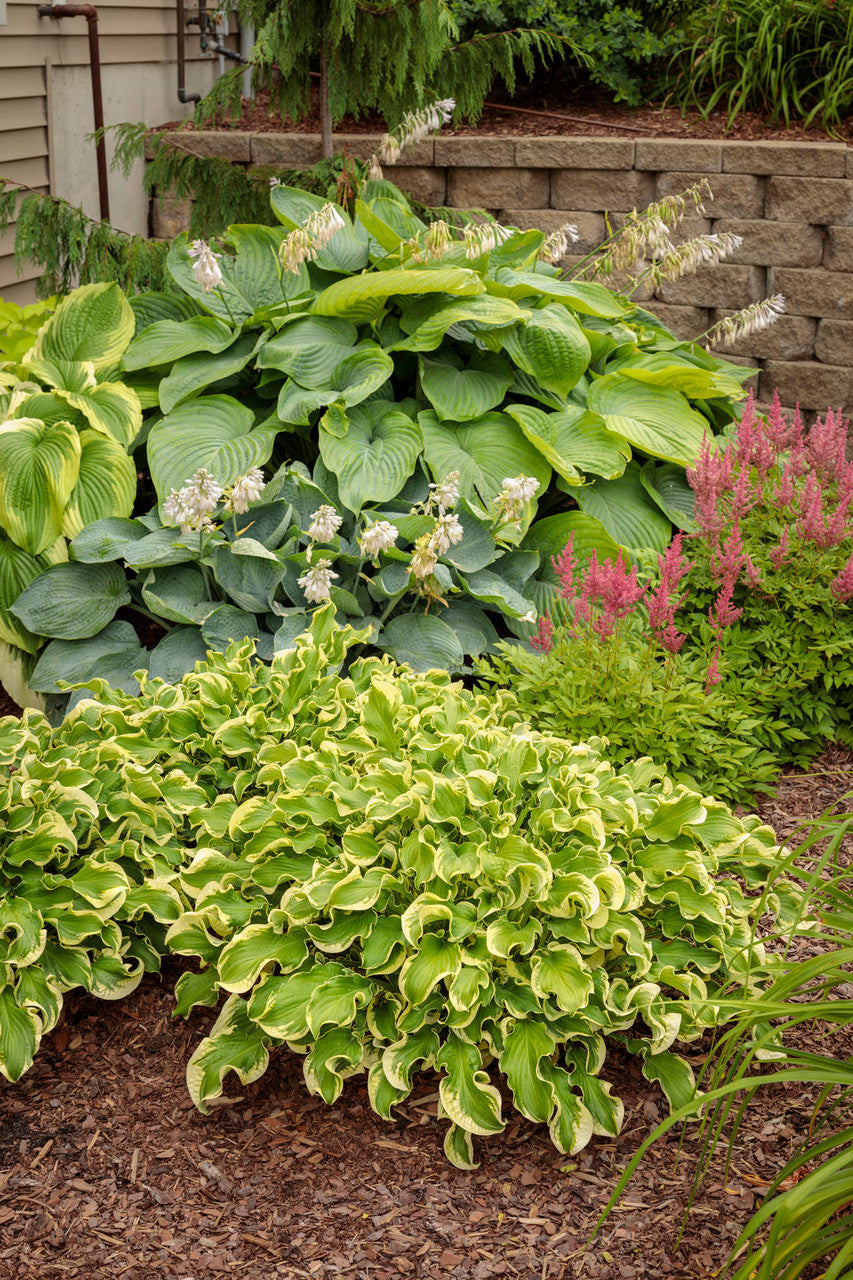 Hosta SHADOWLAND® 'Wheee!'