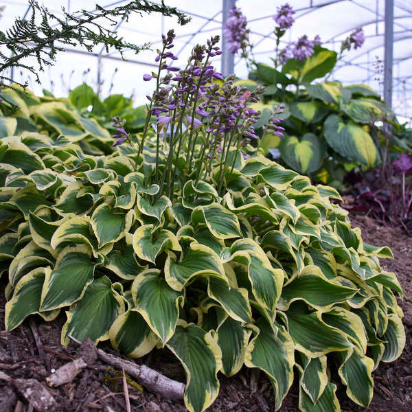 Hosta 'Wrinkle in Time'
