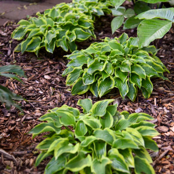 Hosta 'Wrinkle in Time'