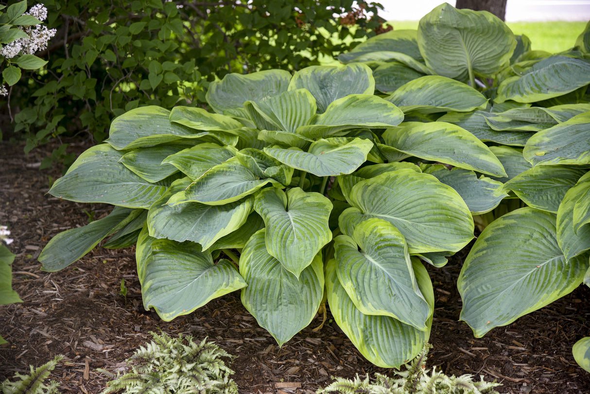 Hosta SHADOWLAND® 'Wu-La-La'
