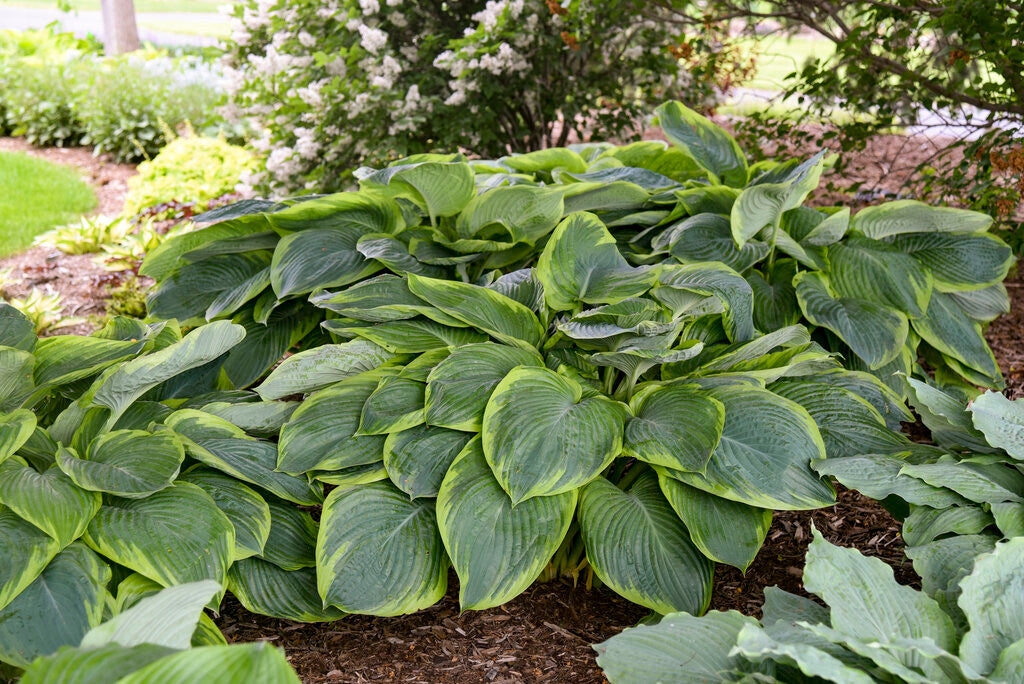 Hosta SHADOWLAND® 'Wu-La-La'