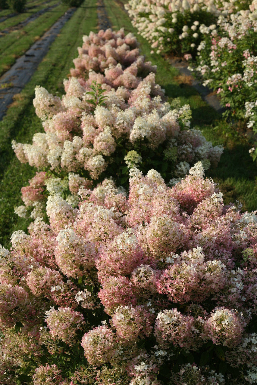 Blossoming shrub with pink and white flowers in a field