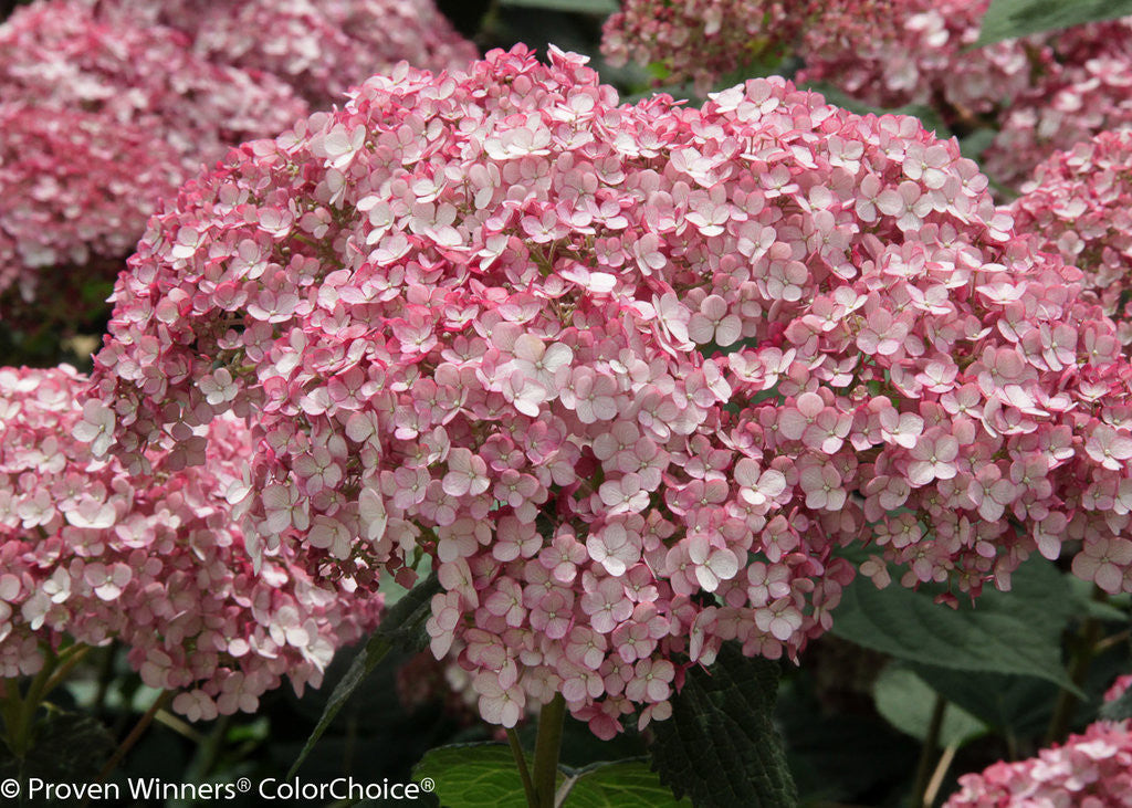 Hydrangea Arborescens 'Incrediball® Blush'