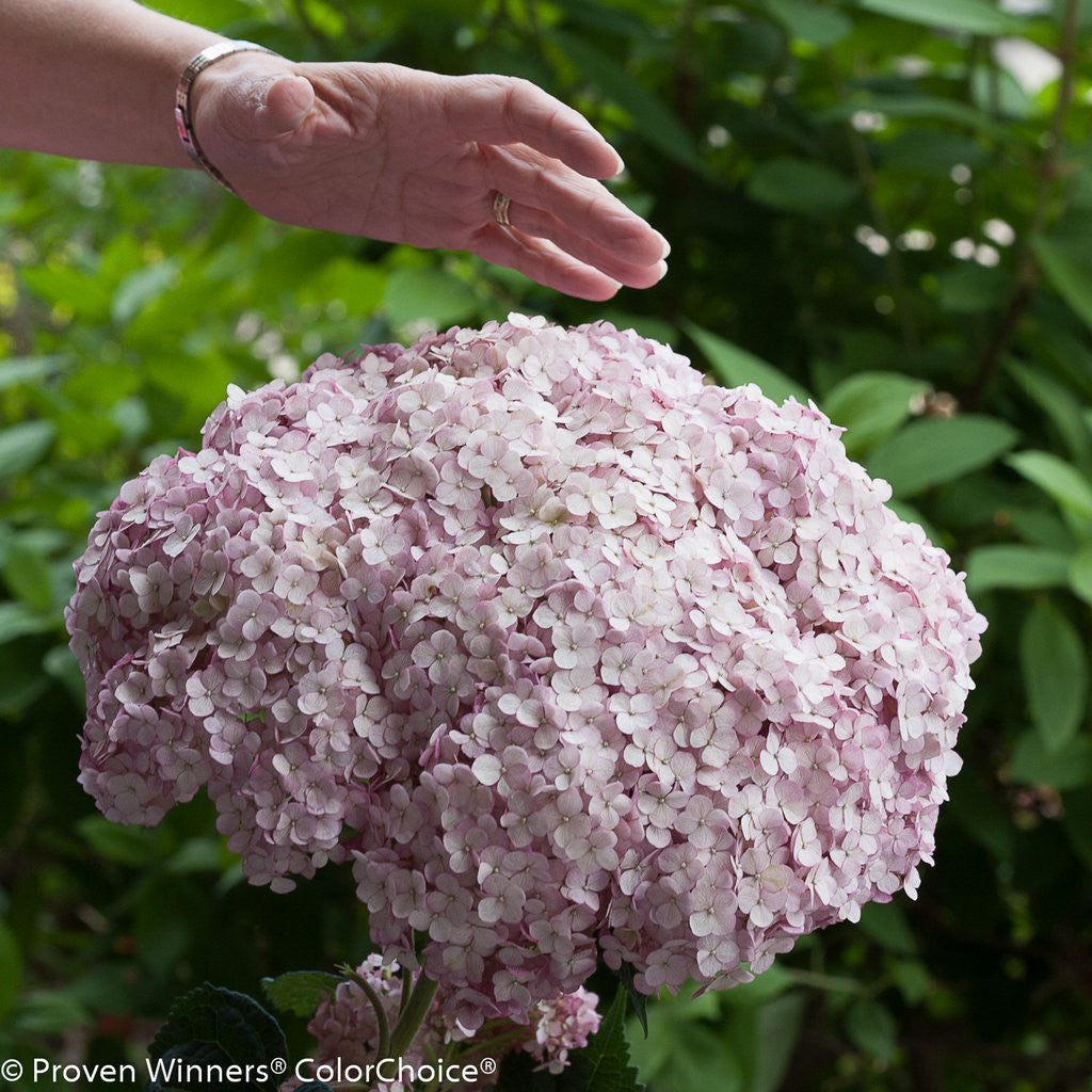 Hydrangea arborescens 'Incrediball®'