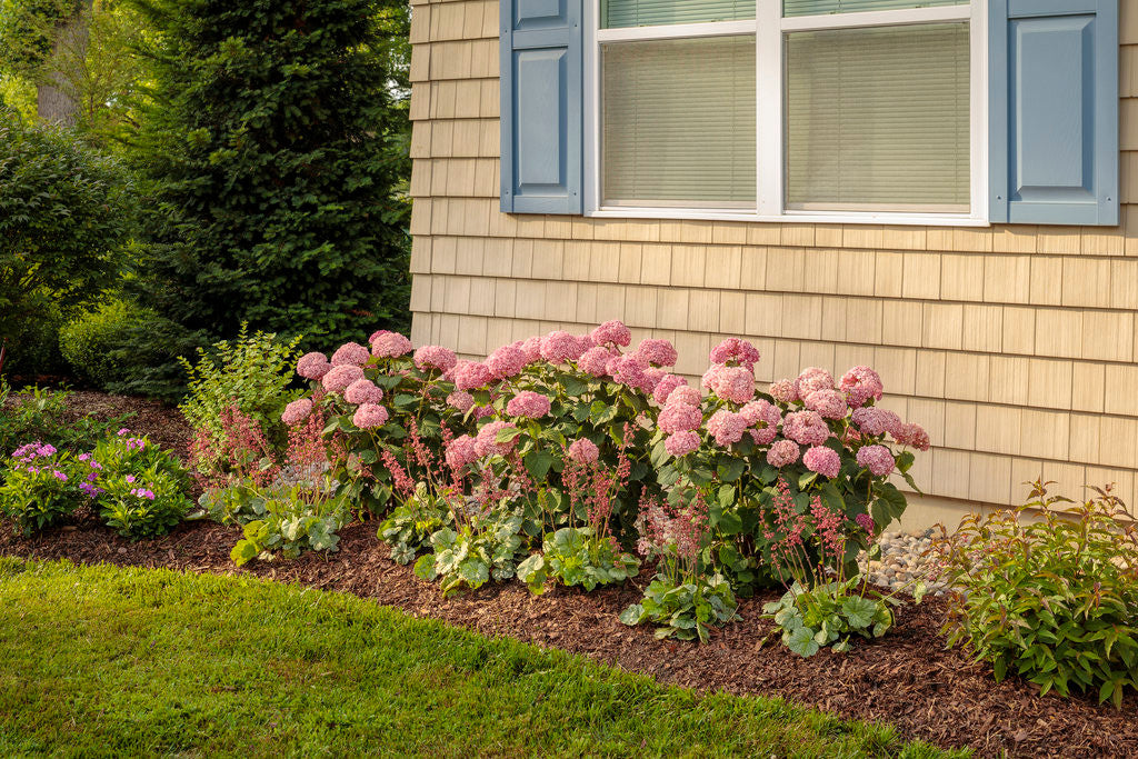 Hydrangea aborescens 'Invincibelle® Spirit II'