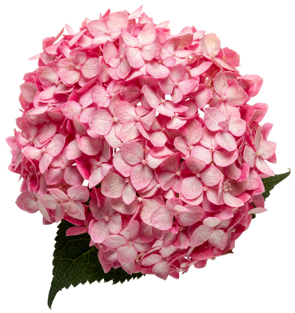 Hydrangea aborescens 'Invincibelle® Spirit II'