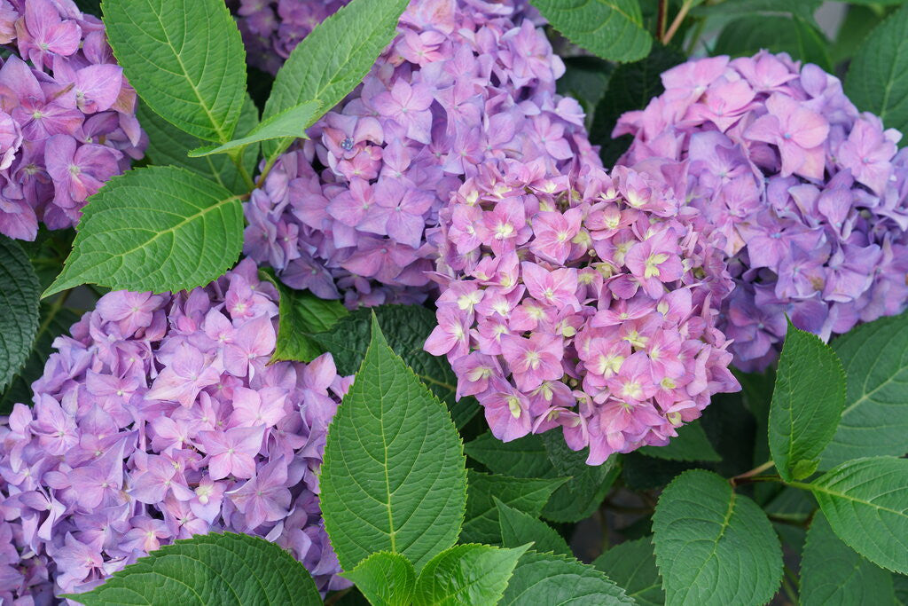 Hydrangea 'Let's Dance ¡Arriba!™'