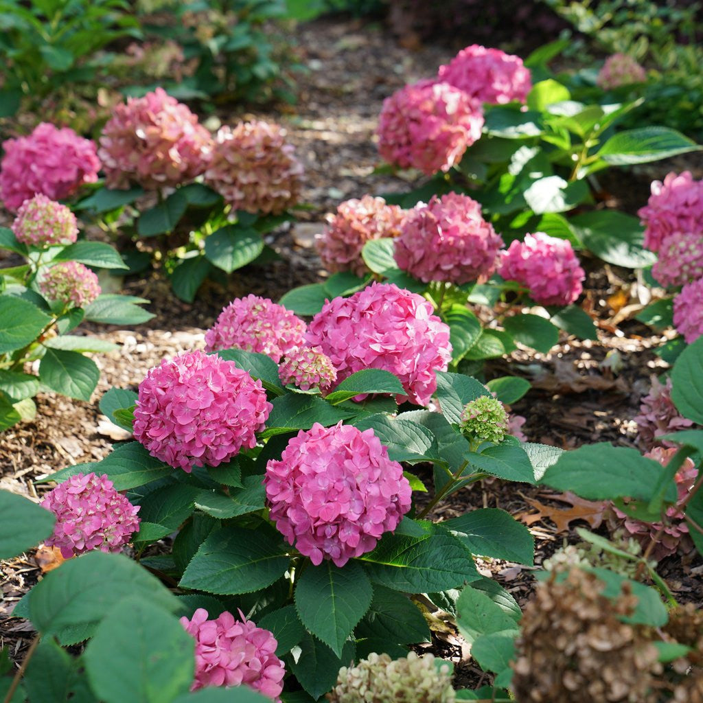 Hydrangea 'Let's Dance ¡Arriba!™'