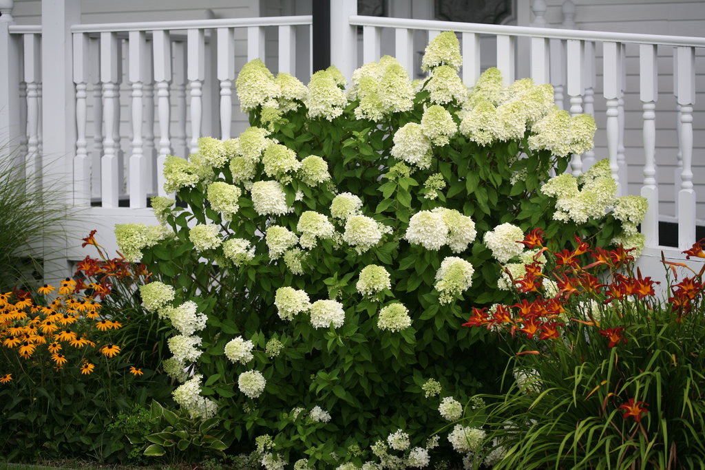 Hydrangea paniculata 'Limelight'