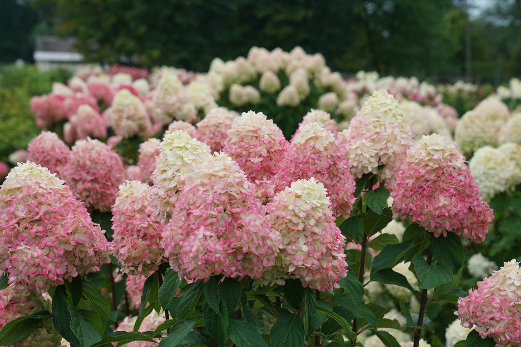 Bouquets of pink and white flowers with green leaves in a garden setting.
