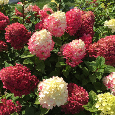 Hydrangea flowers in pink and white with green leaves.