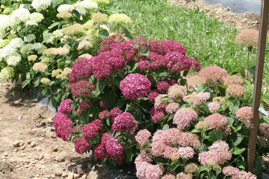 Hydrangea Invincibelle Mini Mauvette®