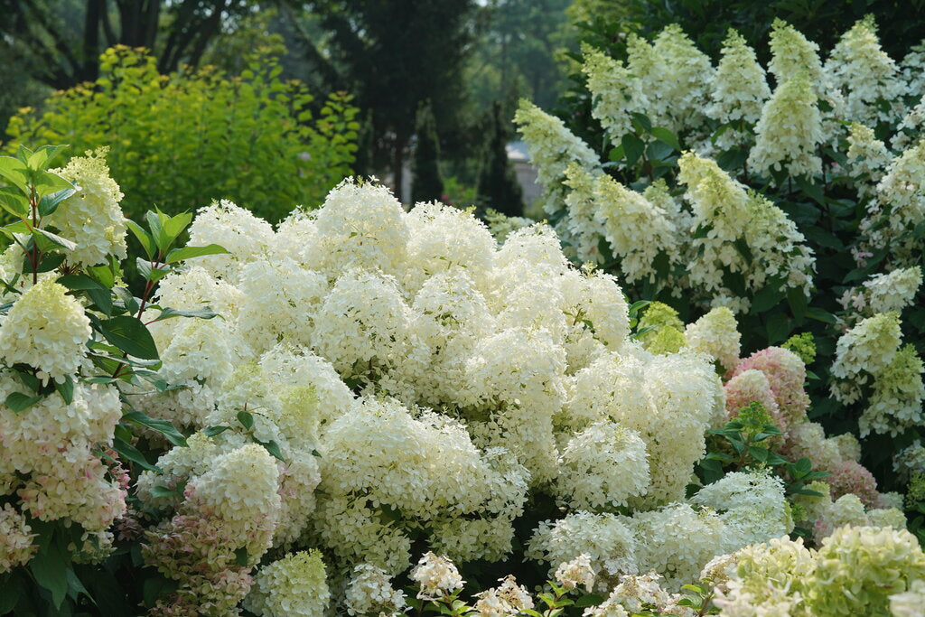 Hydrangea paniculata 'Puffer Fish®'