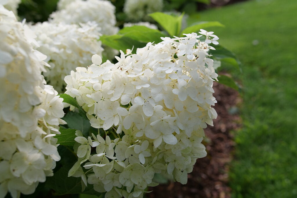 Hydrangea paniculata 'Puffer Fish®'