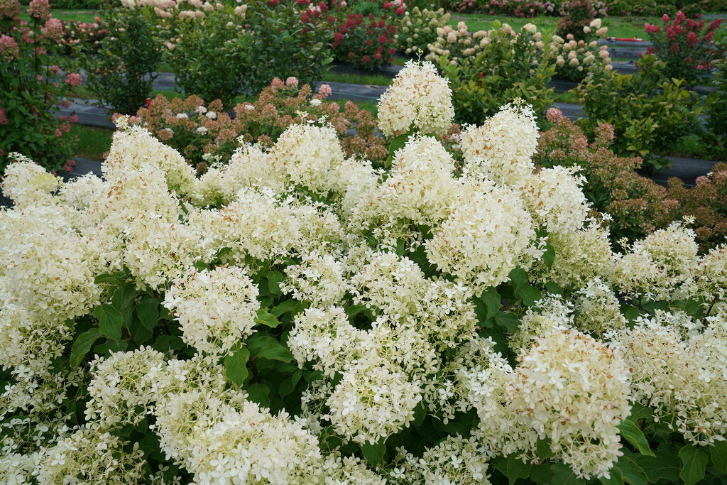 Hydrangea paniculata 'Puffer Fish®'