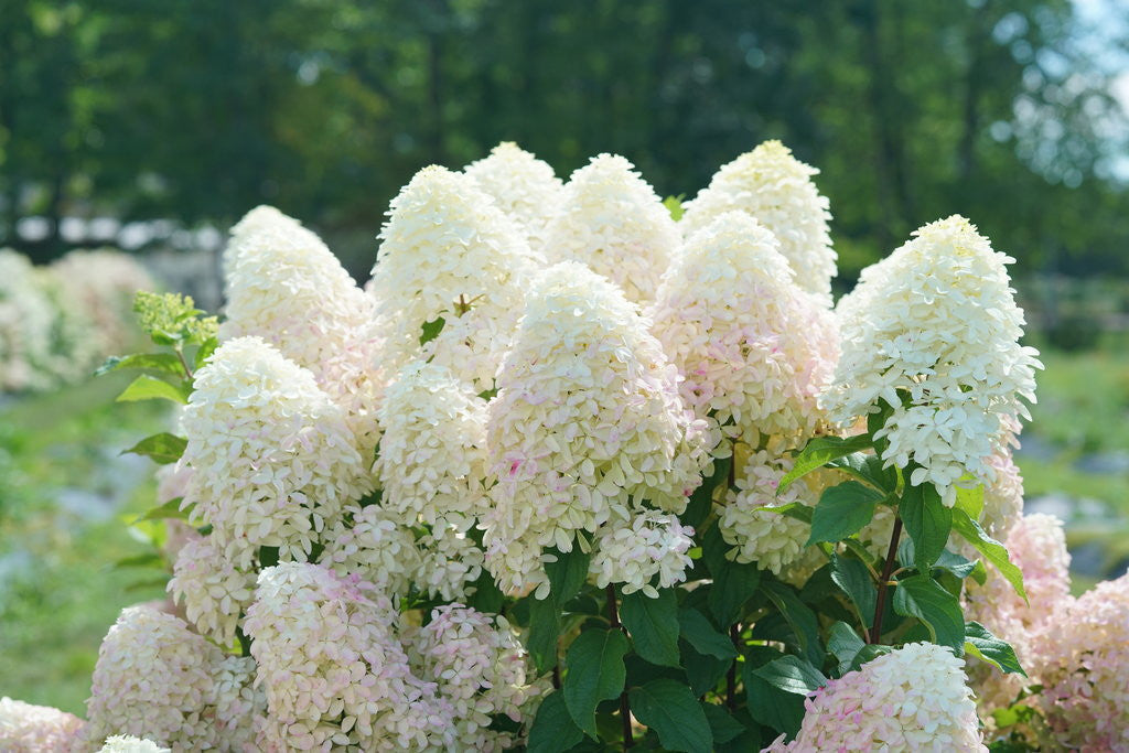 Hydrangea paniculata 'Quick Fire Fab®'