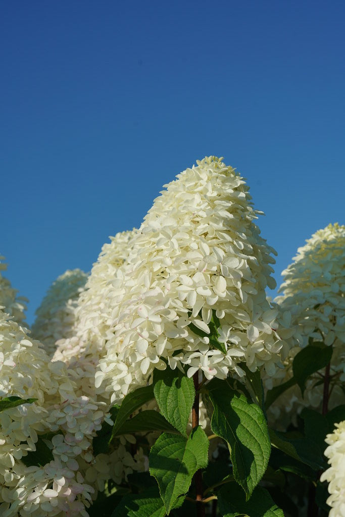 Hydrangea paniculata 'Quick Fire Fab®'