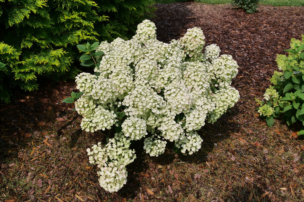 Hydrangea paniculata 'Tiny Quick Fire®'