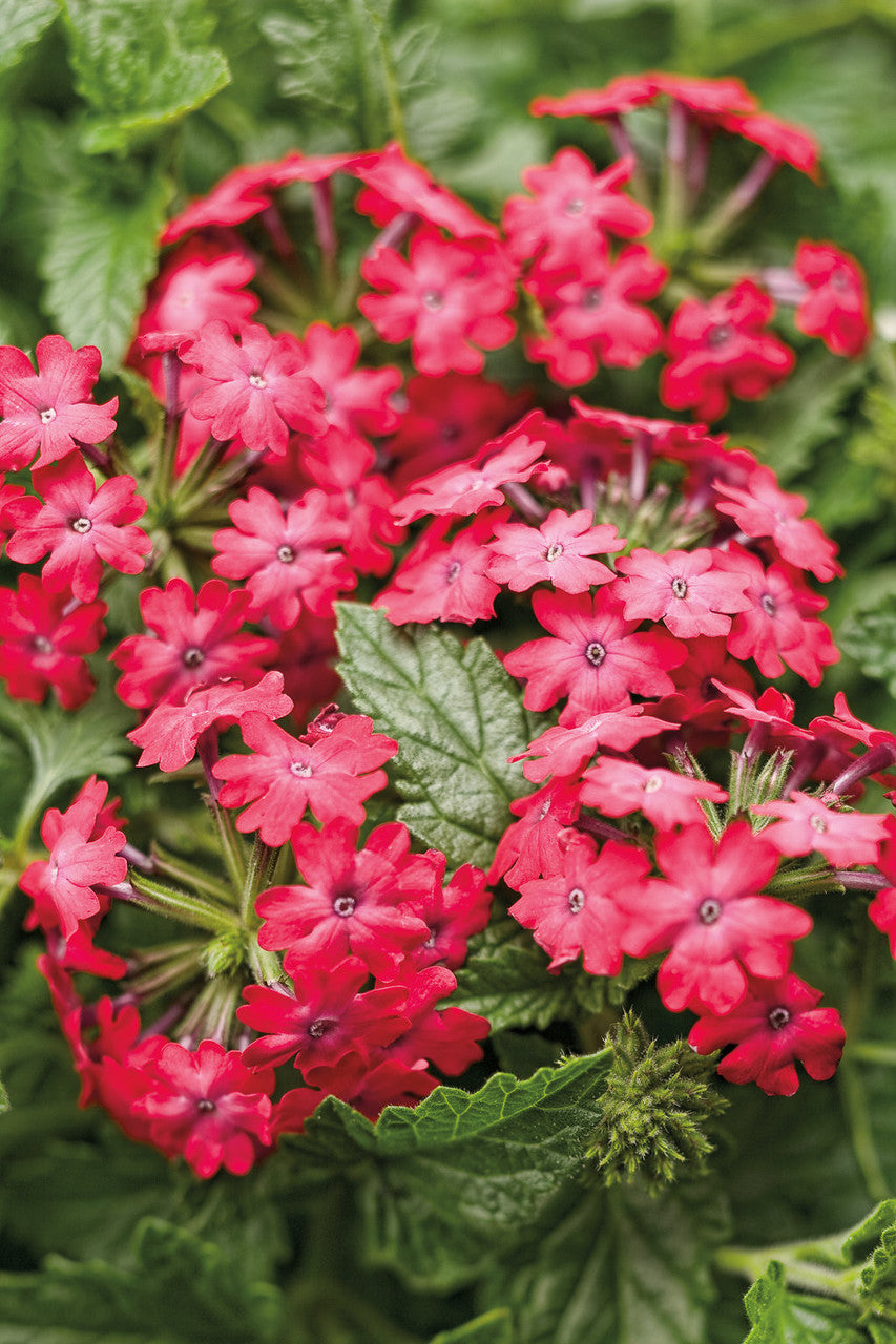 Verbena hybrid 'Superbena Royale® Iced Cherry'