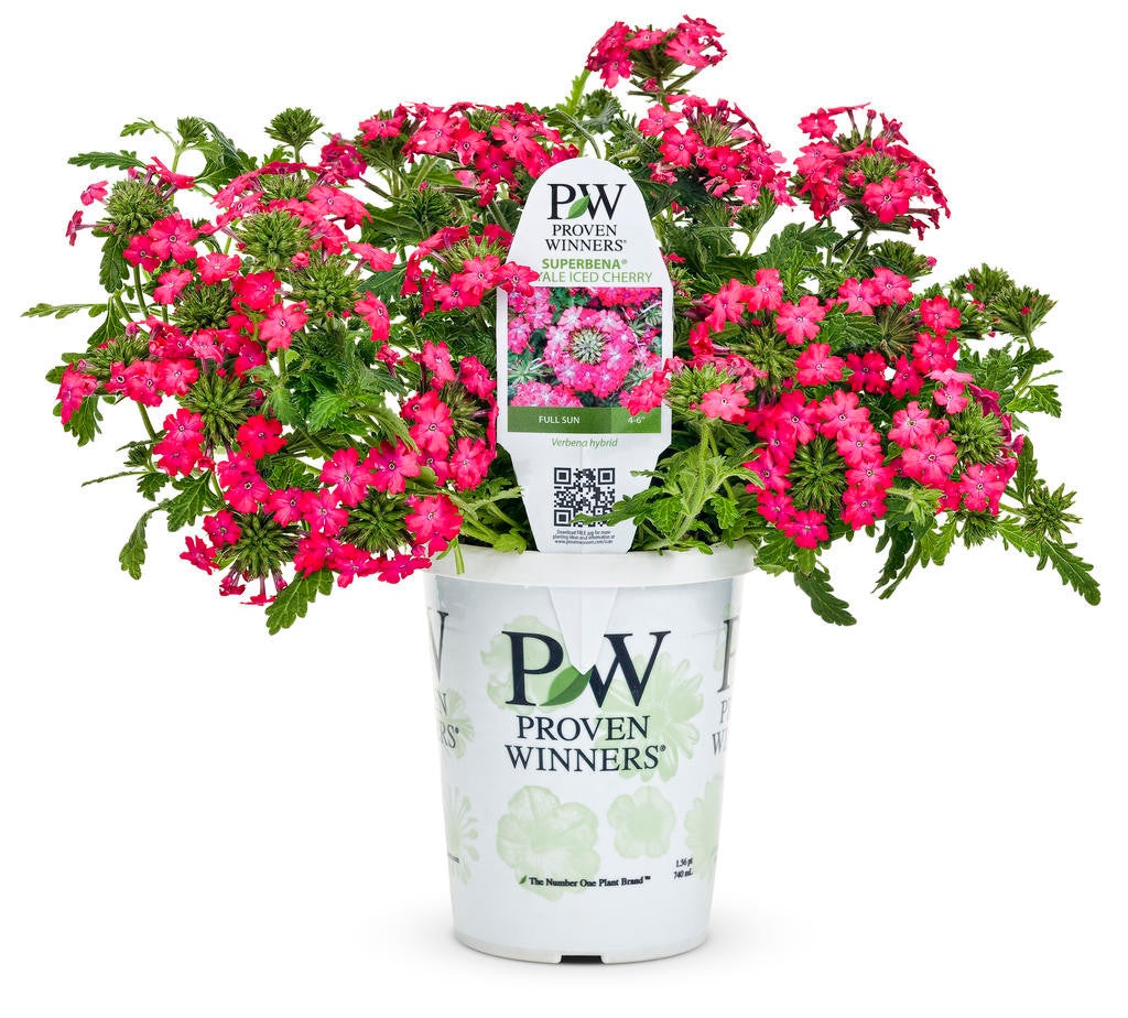 Verbena hybrid 'Superbena Royale®Iced Cherry' in grower pot
