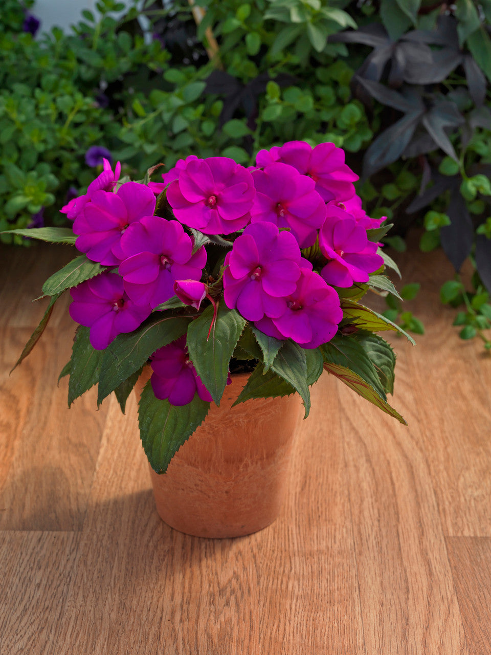 Impatiens SunPatiens® 'Compact Purple'