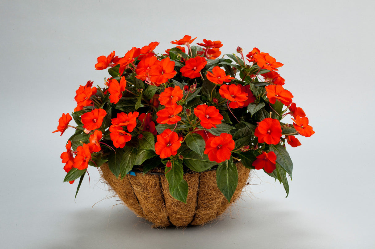 Impatiens SunPatiens® 'Compact Electric Orange'