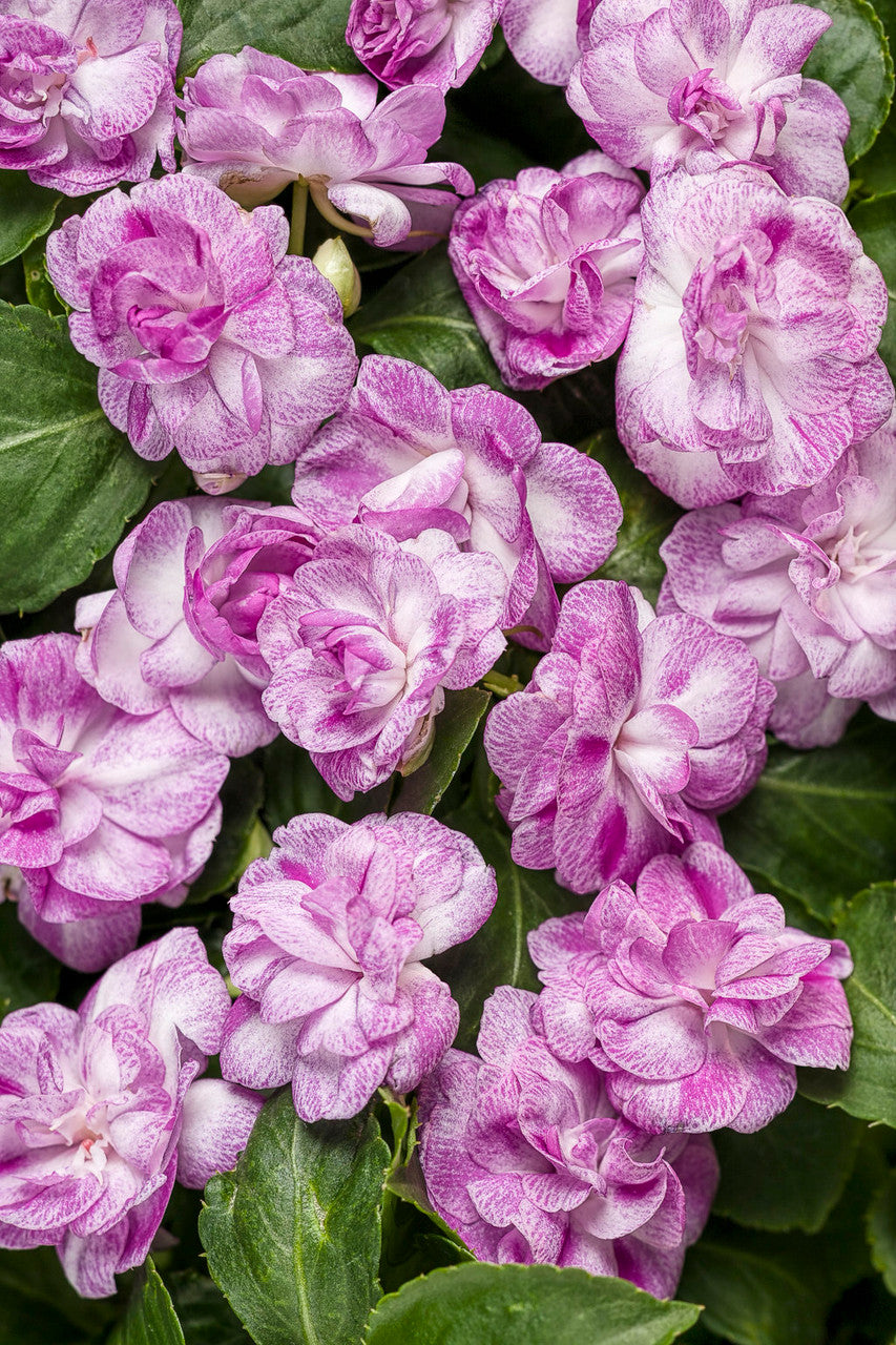 Impatiens walleriana 'Rockapulco® Wisteria'
