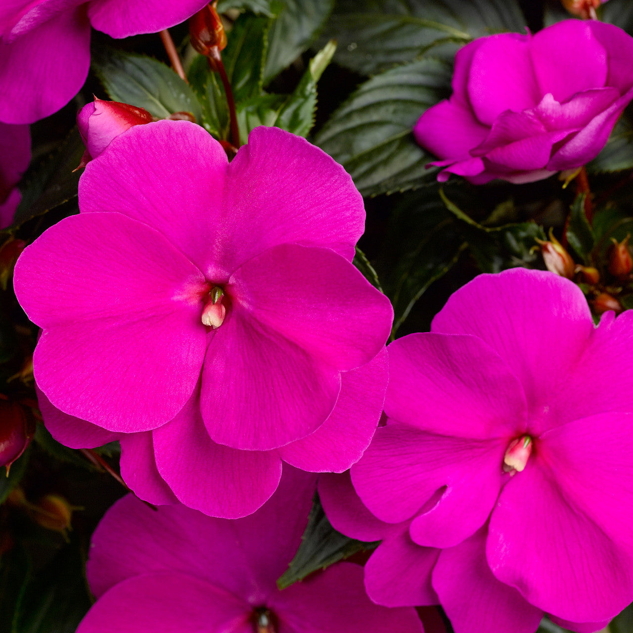 ムニュムニュ　シャンデリアメダリオン　ピンク impatiens_soniclilac__20564.