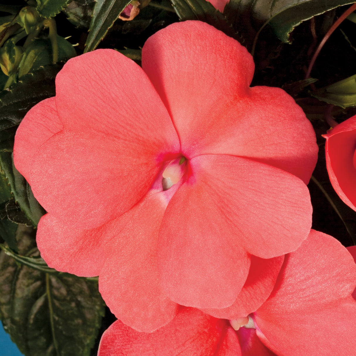 New Guinea Impatiens 'Sonic Salmon'