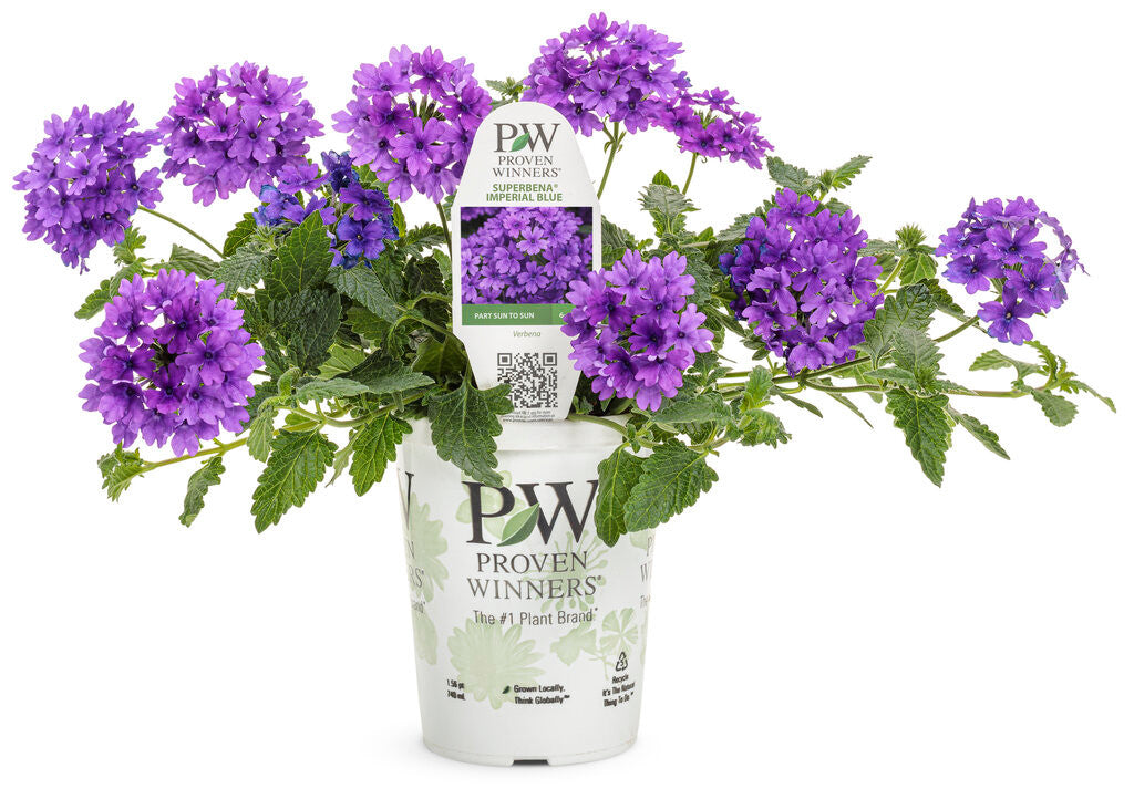 Verbena hybrid 'Superbena® Imperial Blue™' in grower pot