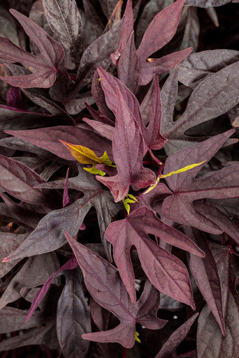 Ipomoea batatas 'Sweet Caroline Upside™ Black Coffee'