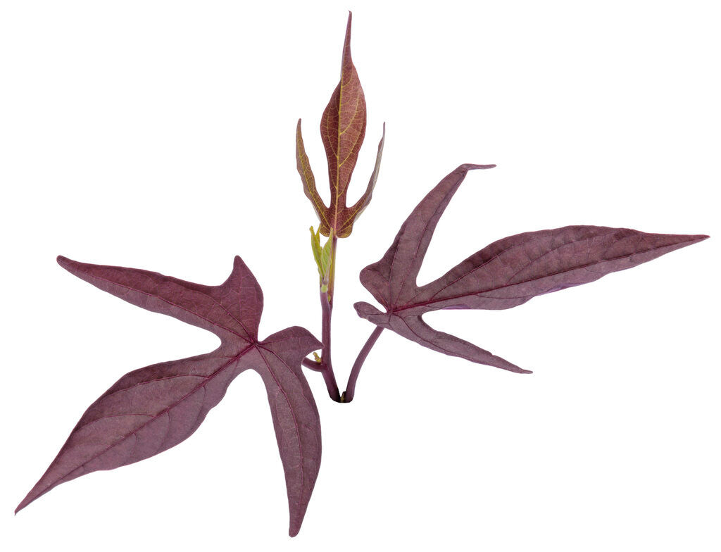 Ipomoea batatas 'Sweet Caroline Upside™ Black Coffee' leaf