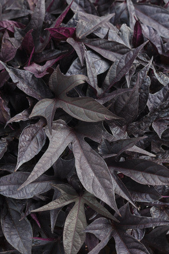 Ipomoea batatas Proven Accents® 'Sweet Caroline Raven™'