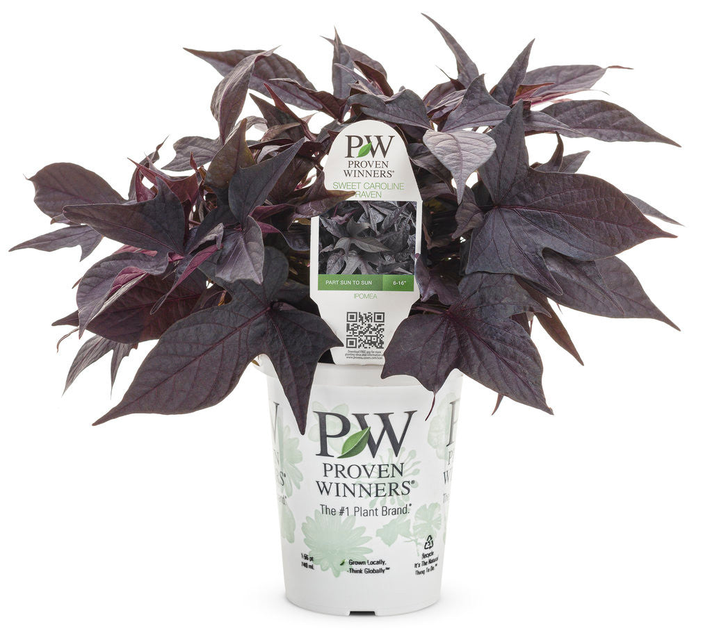 Ipomoea batatas Proven Accents® Sweet Caroline Raven™ in pot