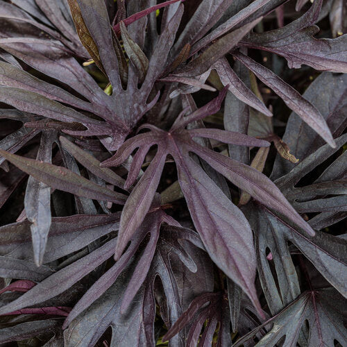 Close-up of purple leaves with a dark background