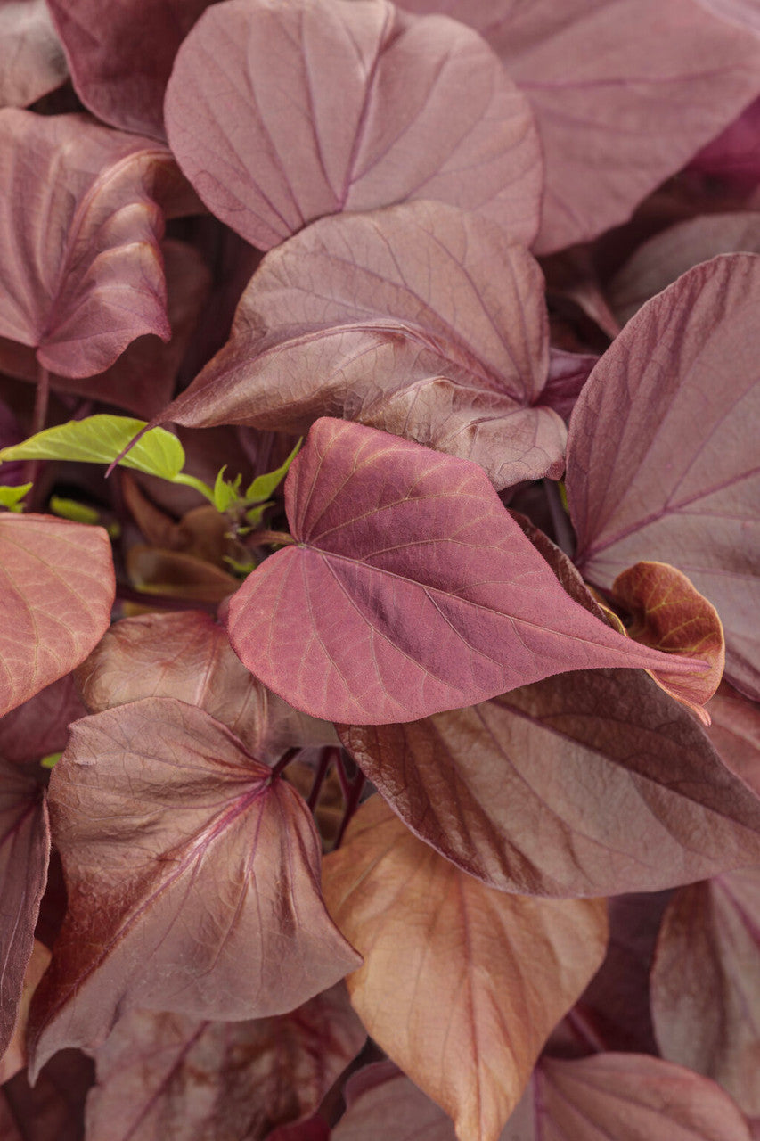 Ipomoea hybrid 'Sweet Caroline Sweetheart Mahogany™' close up
