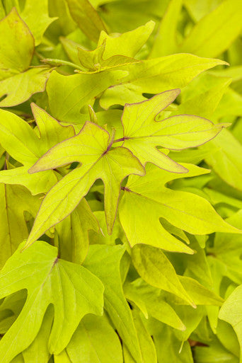 Ipomoea batatas 'Sweet Caroline Upside™ Key Lime'