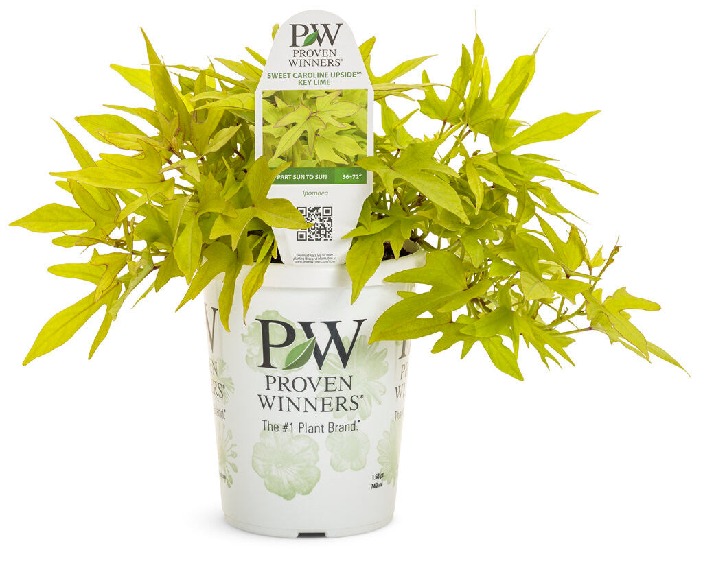 Ipomoea batatas 'Sweet Caroline Upside™ Key Lime' in pot