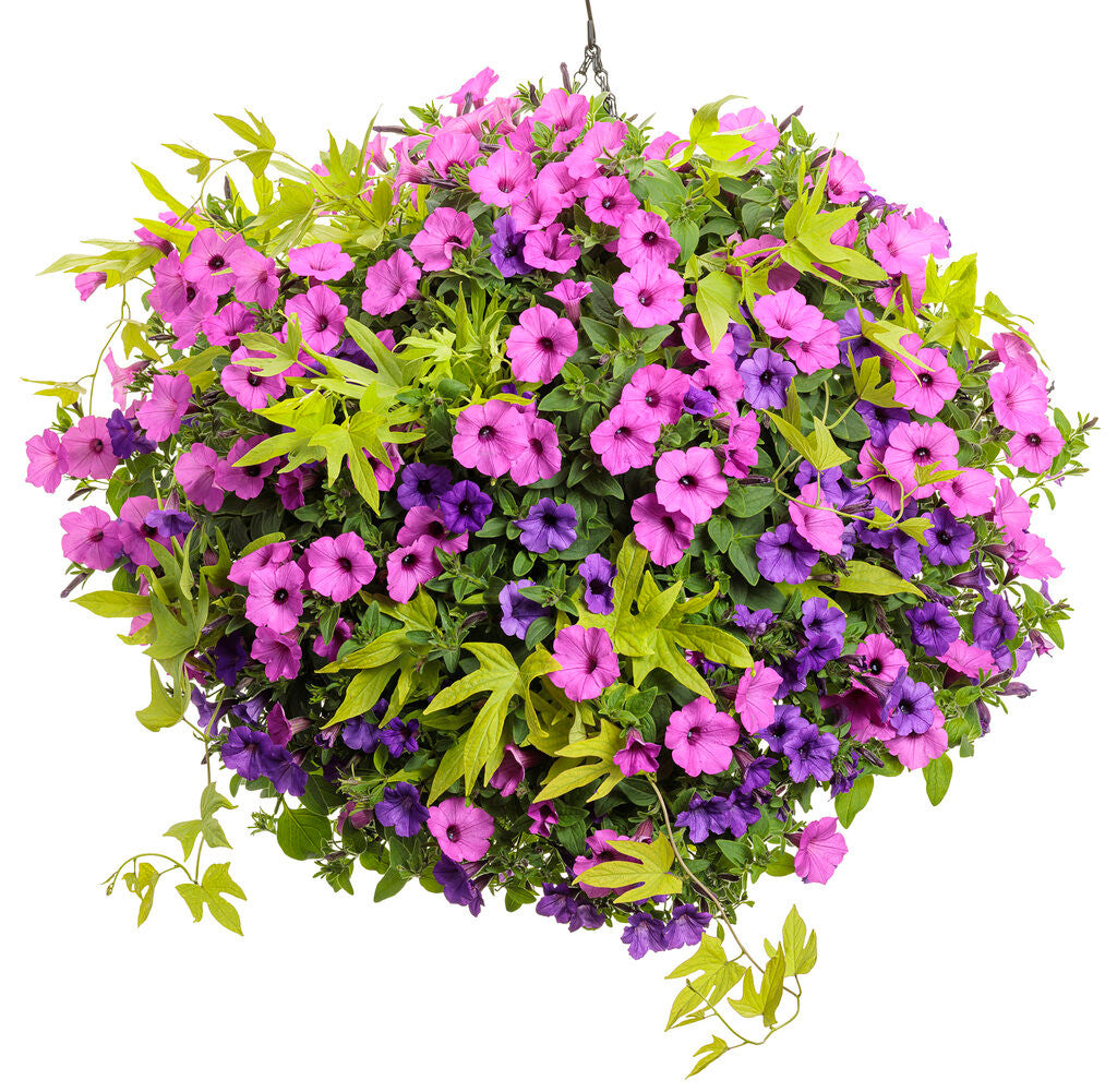 Ipomoea batatas 'Sweet Caroline Upside™ Key Lime' combination