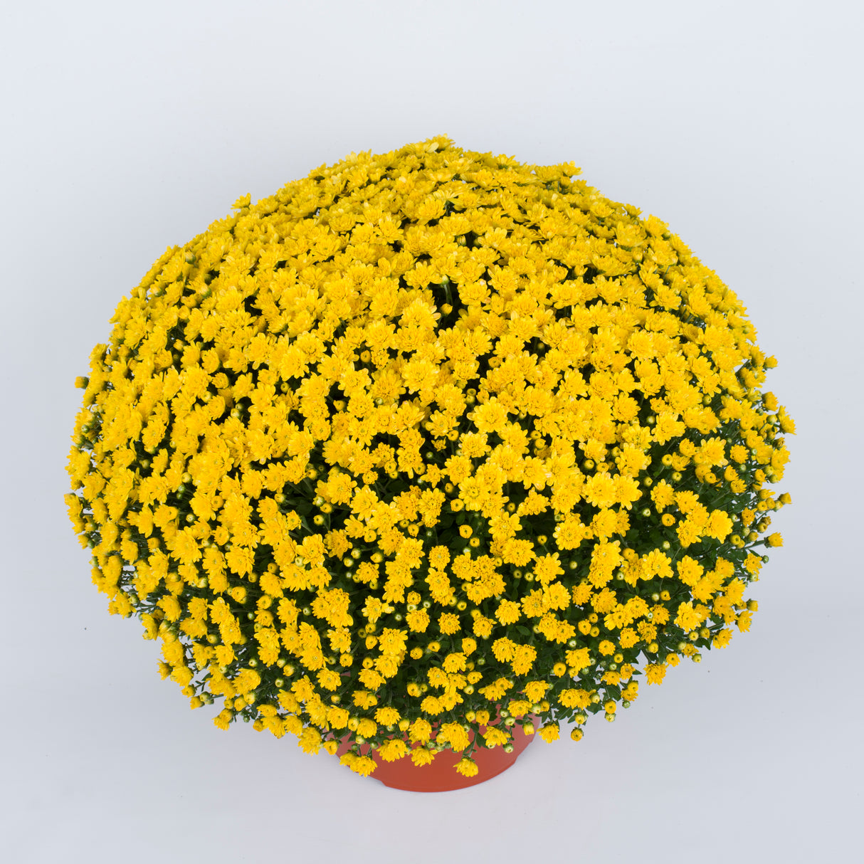 Chrysanthemum 'Jacqueline™ Yellow'