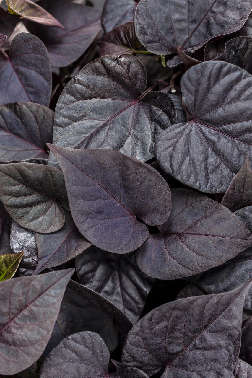 Ipomoea batatas Proven Accents® 'Sweet Caroline Sweetheart Jet Black™'