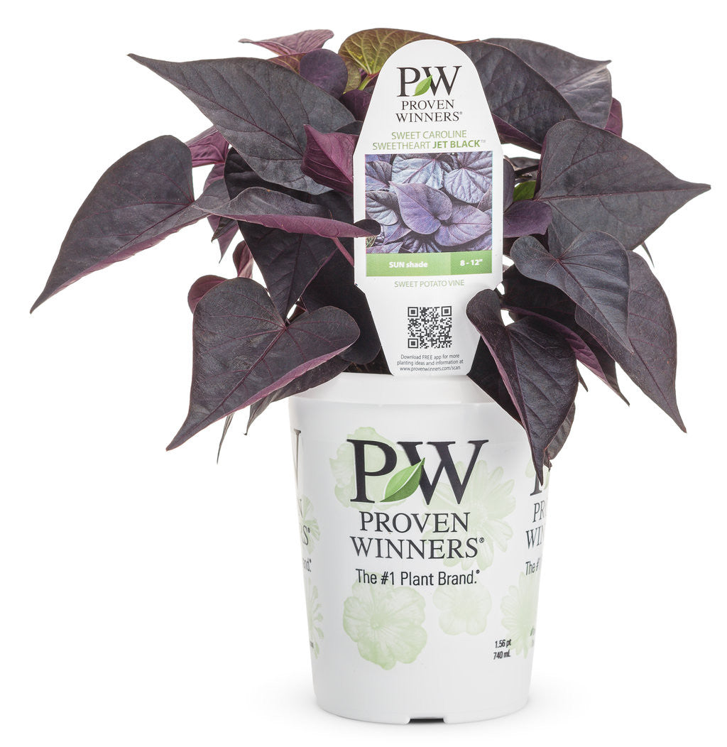 Ipomoea batatas Proven Accents® 'Sweet Caroline Sweetheart Jet Black™' in grower pot